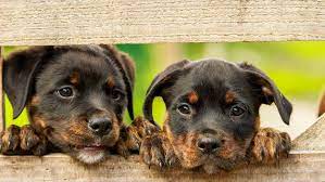 May 12, 2021 · descubren que gimeno volvió a casa de sus padres para dejar al perro el día de la desaparición. Tec Kc4ctilqum