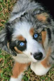 Australian Shepherd Black And White Dog With Blue Eyes Jillaroo The Mini Australian Shepherd Australian Shepherd Aussie Dogs Australian Shepherd Dogs