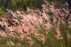 Image result for Melinis macrochaeta