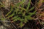 Image result for Gymnosporia matoboensis