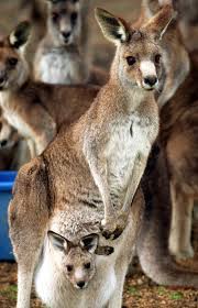 Their most distinctive characteristics are their large hind legs, long feet, and large tail. Australia Officials Want To Kill 3 000 Kangaroos