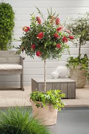 Image result for Callistemon