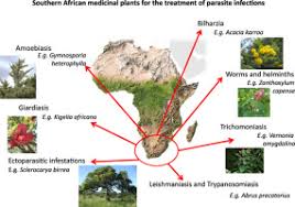 Image result for Embelia welwitschii