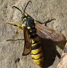 There are two species of viburnum crown borers which have a similar look and biology. Raspberry Crown Borer Sting Raspberry