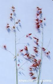 Image result for Melinis longiseta