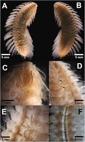 Image result for Alloeochaete namuliensis