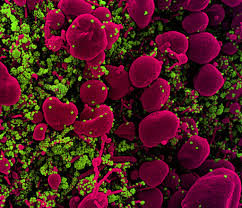 The drugmaker plans to distribute 1 billion doses over the next year. Vaccines Seem To Work Well Against Covid Variants It S Also Complicated