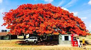 Maybe you would like to learn more about one of these? 15 Bellissimi Alberi Provenienti Da Tutto Il Mondo Che Vorrete Piantare Nel Vostro Giardino Curioctopus It