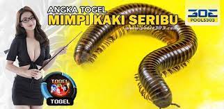 Angka Togel Mimpi Kaki Seribu Tafsir Arti Mimpi Kaki Seribu Nomor Togel Kaki Seribu Pools303 Kaki Seribu Mimpi