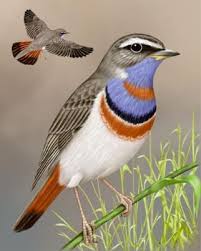 Brown Bird With White Stripes On Wings And Tail Bluethroat Beautiful Birds Birds Painting Bird Illustration