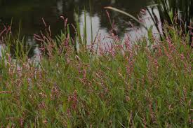 Image result for Persicaria decipiens