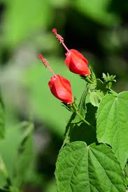 Image result for Malvaviscus