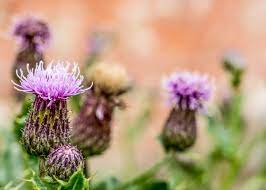 This page is about purple blooming weeds,contains purple flowers weed,it's summer and my. In San Antonio Common Weeds Are Abundant Abc Blog