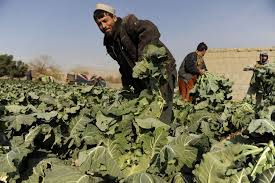 Ensure strong leadership and coordination of emergency food security and agriculture interventions to address critical humanitarian needs, promote effective and efficient responses and build national capacities in food security analysis, response planning and coordination. Adb Helps Enhance Crop Diversification And Food Security In Afghanistan Asian Development Bank