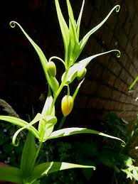 Image result for Littonia modesta