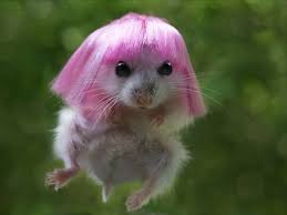 It S A Hamster Only Better Cuz It S Wearing A Cute Little Pink Wig Funny Hamsters Cute Animals Cute Baby Animals