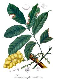 Image result for Meliaceae