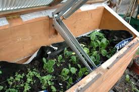 Leave it in a sunny, protected spot. How To Grow Winter Herbs