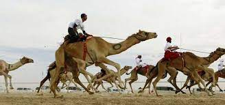 April 11, 2019 staff leave a comment. In Pictures Camel Beauty Contest Muslim Ink
