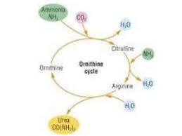 Image result for ornithine cycle