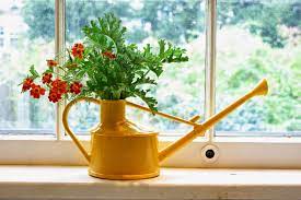 Windowsill Arranging Scented Geranium Foliage And Marigold Flowers In Little Yellow Watering Can Scented Geranium Geraniums Marigold Flower