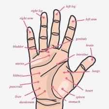 hand acupuncture zones download free vectors clipart