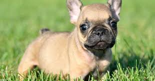 Umpqua valley kennels llc french bulldogs, located in drain oregon. French Bulldog Puppies Akc 541 733 6459raised In The House Wormed First Shots Litter Box Traine Bulldog Puppies French Bulldog Puppies Bulldog Puppies For Sale