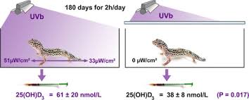 Google has many special features to help you find exactly what you're looking for. The Nocturnal Leopard Gecko Eublepharis Macularius Uses Uvb Radiation For Vitamin D3 Synthesis Sciencedirect