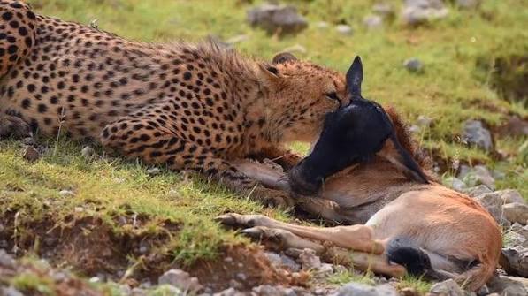 Band Of Cheetahs Eating An Antelope In The Vast Bush Of Kenya by Wildlife and Nature studios - Stock Video | Motion Array