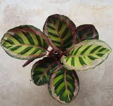 Calathea Roseopicta Angela