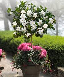 Its flowers are softly fragrant in the daytime and intensify at night. How To Make A Small Fragrant Garden Fragrant Plants For Containers