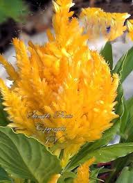 50 Yellow Feather Celosia Seeds Hardy Annual Attracts Butterflies Container Or Bedding Plant Standard Celosia Butterfly Garden Planting Flowers Annual Flowers