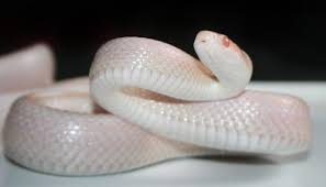 See more ideas about forbidden fruit, fairy tales, temptation. White Snake Dream Meaning And Symbolism