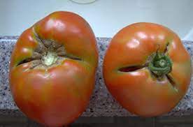 Why do my garden tomatoes split. What Causes A Tomato To Crack Or Split Veggie Gardener Forum