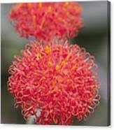 Image result for Kleinia abyssinica
