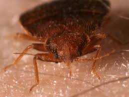 We did not find results for: Bed Bugs Detected In Lincoln Center Dorm Fordham Daily