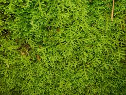 Image result for Lepidotrichilia