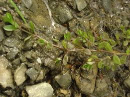 Image result for Stellaria sennii