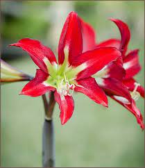 Allium Ampeloprasum Amaryllis Plant Fungus Amaryllis Flowers