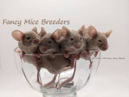 Any Dumbo and/or Rex near Albany, NY ❓️