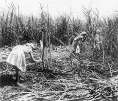 Indian Indentured Immigrants In ...