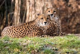 Are you curious about what other people thought of zoologischer garten (zoo) köln in cologne (köln)? Neue Attraktion Im Kolner Zoo Cheetah Run Auf Der Geparden Anlage Vorgestellt Rhein Sieg Tv Lokal Tv Fur Den Rhein Sieg Kreis