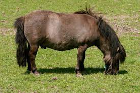 Anzeige auf grund ihres durchschnittlichen stockmaßes von 65 cm gelten die falabella als kleinste ponyrasse der welt. Falabella Wikipedia