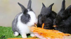 غذاي خرگوش چيست؟ راهنماي كامل غذاي خرگوش از نوزادي تا بلوغ براي هر ...