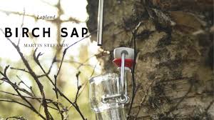 So let's take a look, is birch tree sap as good for you as people seem to think? Birch Sap Birch Water How To Find Water In The Forest Youtube