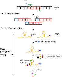 Identification Of Long Noncoding Rna Protein Interactions Through In Vitro Rna Pull Down Assay With Plant Nuclear Extracts Springerlink