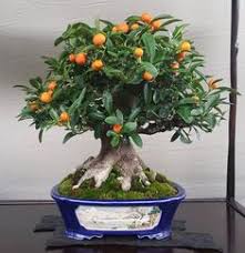 620 Bonsai Ideas Bonsai Bonsai Tree Bonsai Garden