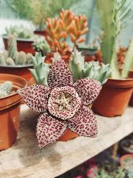 Image result for Ceropegia multiflora