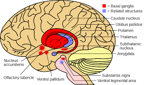 Maybe you would like to learn more about one of these? Basal Ganglia Wikipedia