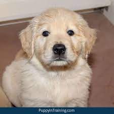 12 week golden retriever weight. Our Litter Of Golden Retriever Pups Week 7 Puppy In Training